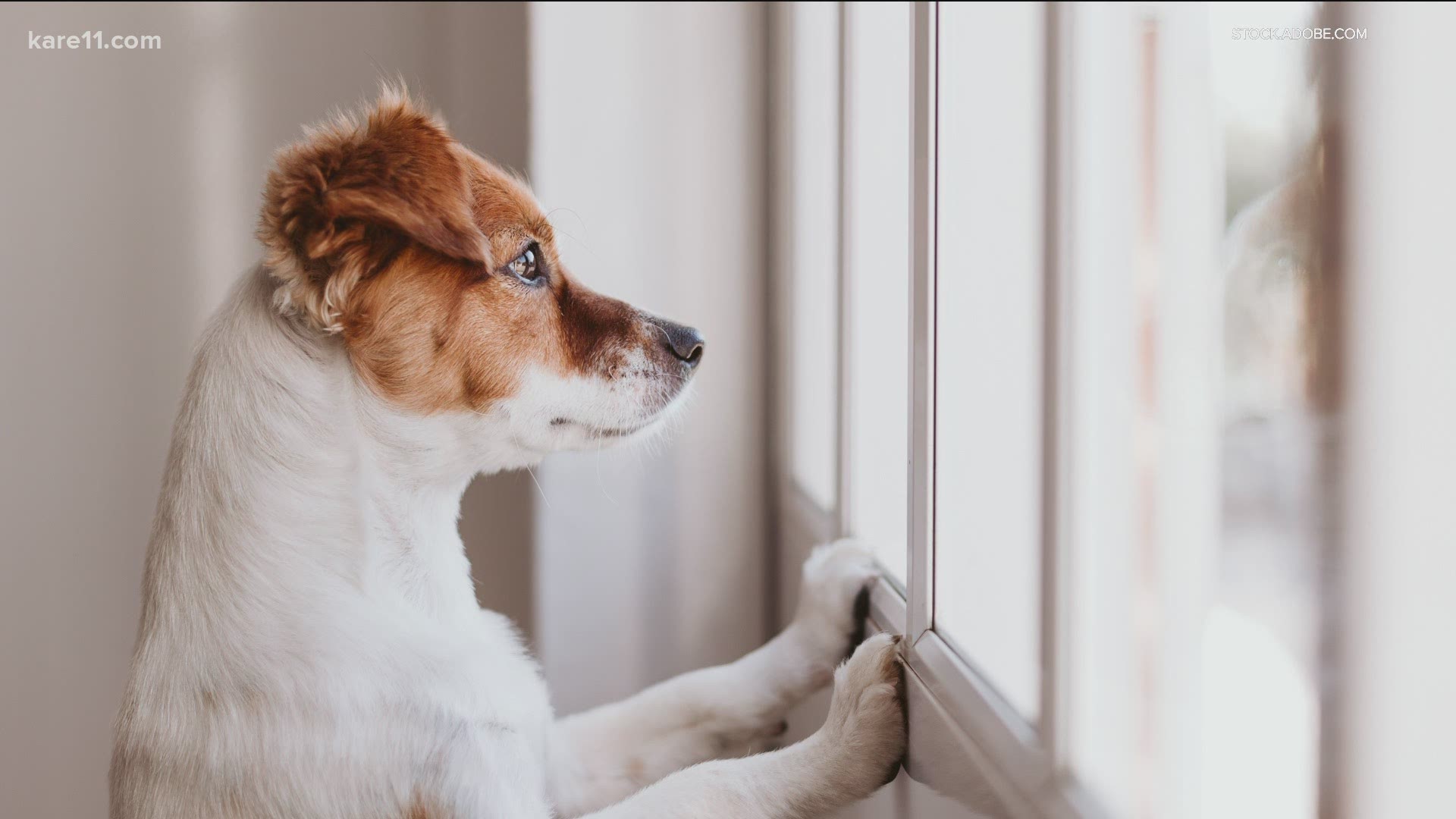 How to handle your pet when the weather outside has you both trapped indoors