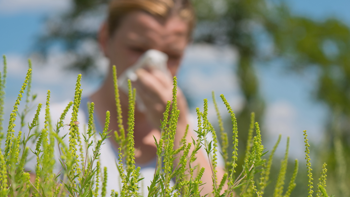 What you need to know about your ragweed allergy | kare11.com