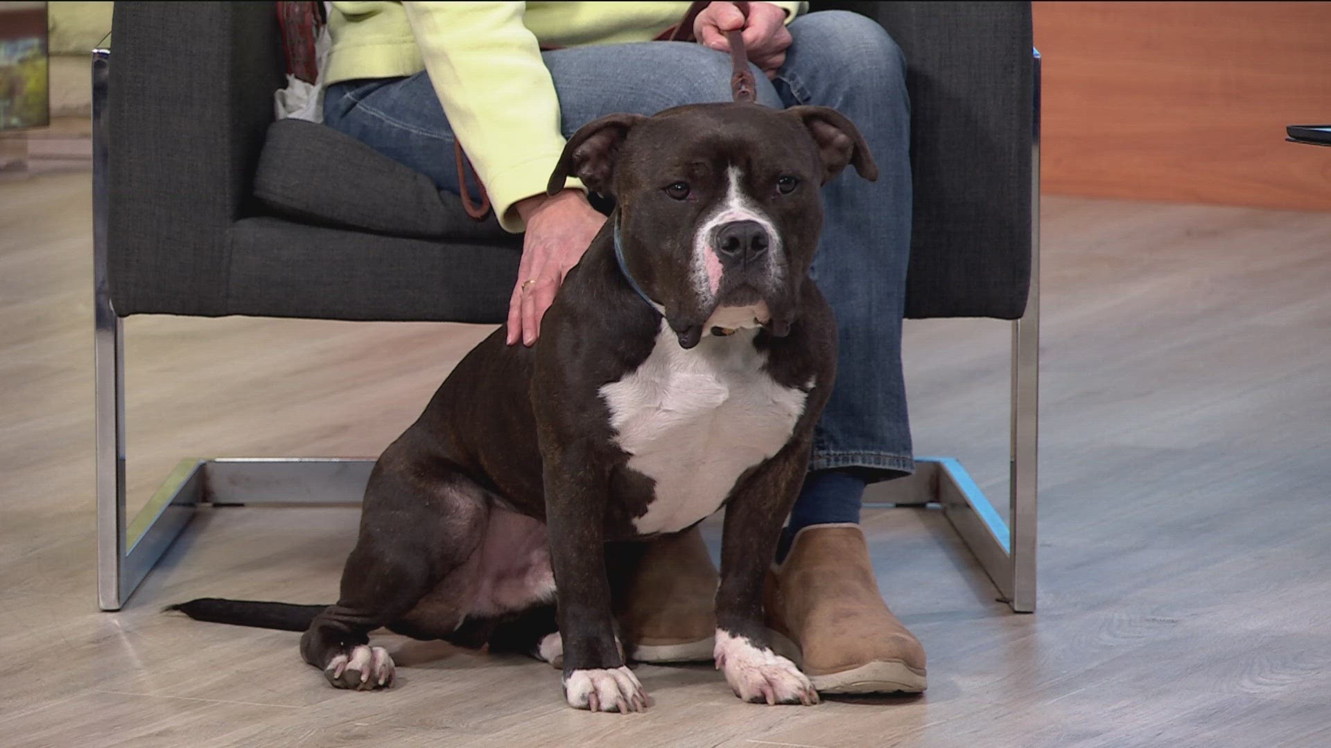 Kathryn Newman from Augusta Dog Training and Ozzie the Pitbull joined KARE 11 Saturday for a "petiquette" lesson.
