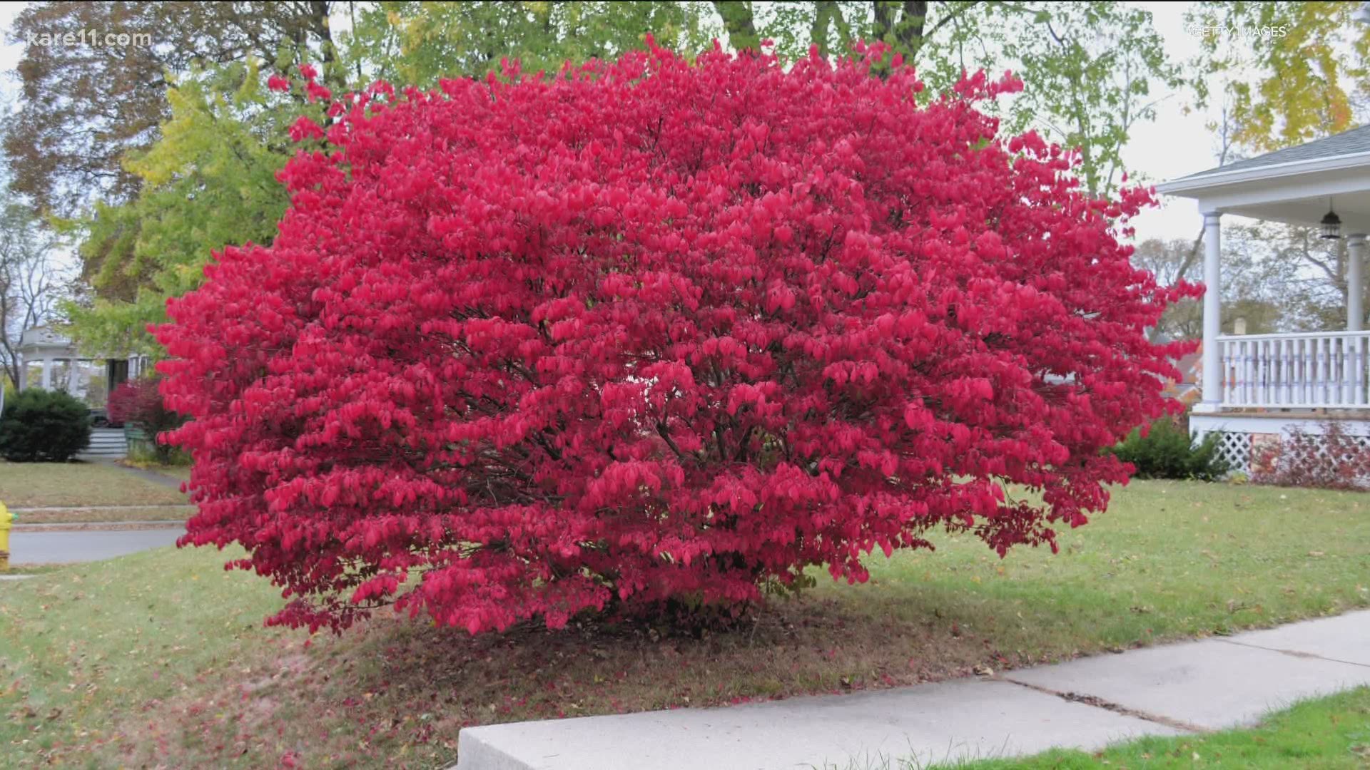 This eye-catching colorful autumn bush is prohibited after 2022