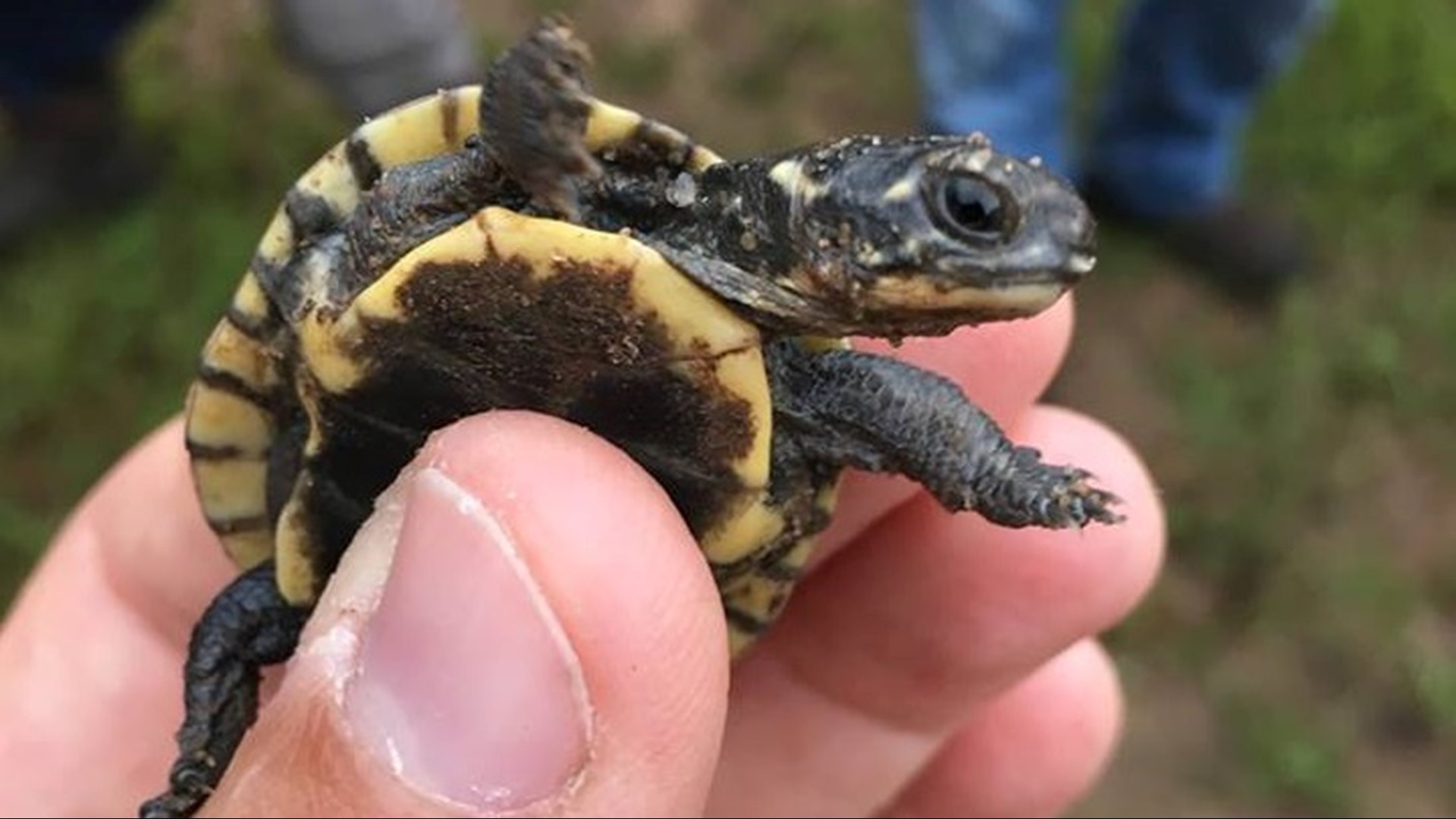 Threatened Blanding Turtles hatch in Dakota County | kare11.com