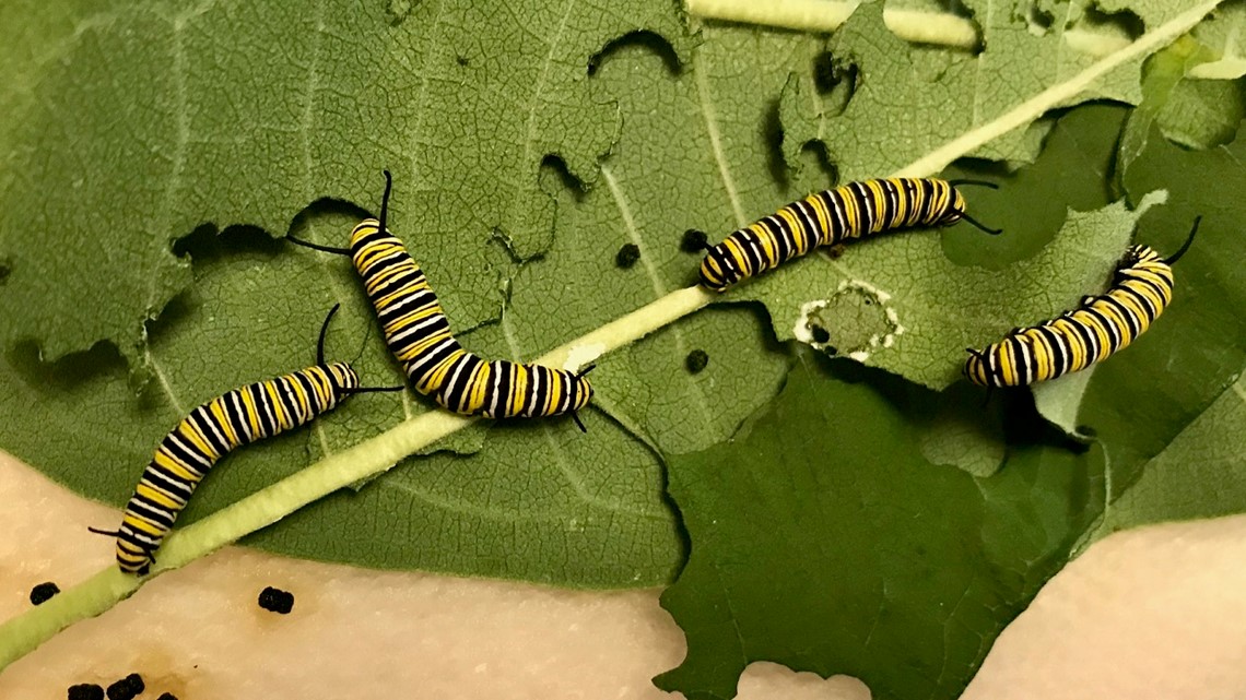 Meet Stretch - The Munching Machine Caterpillar! - Monarch Butterfly USA