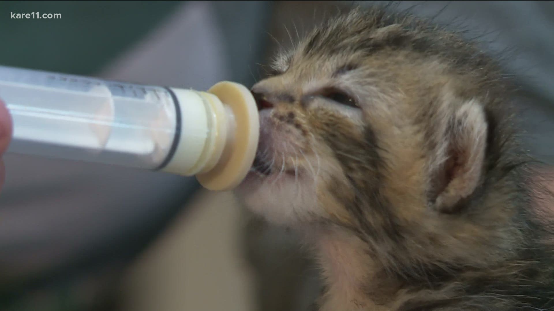 Bitty Kitty Brigade is a foster-based rescue for orphaned, neonatal kittens. In the first half of 2021, they were able to take in 529 kittens.
