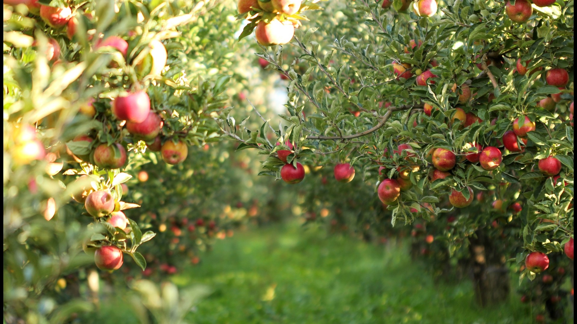 Top 10 MN apple orchards, picked by KARE's Facebook fans