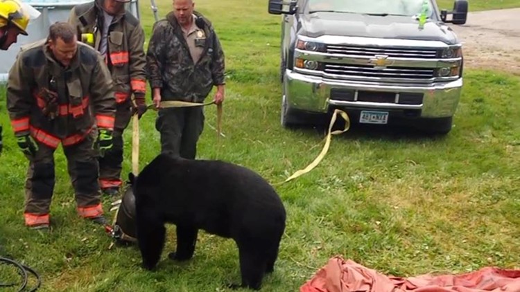 Jaws of Life' used to free bear with head stuck in milk can | kare11.com