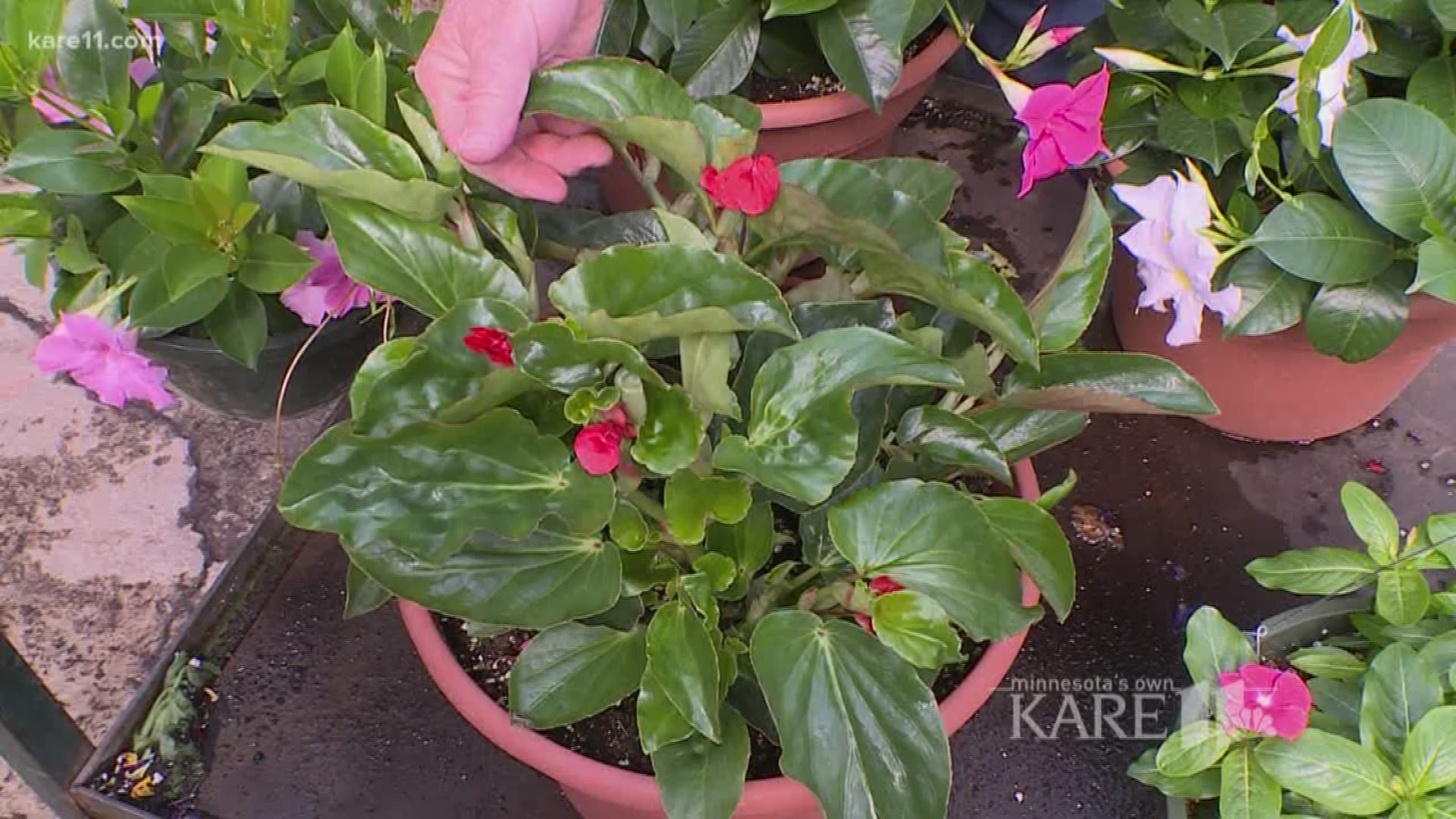 Grow with KARE: Plants for the Cabin