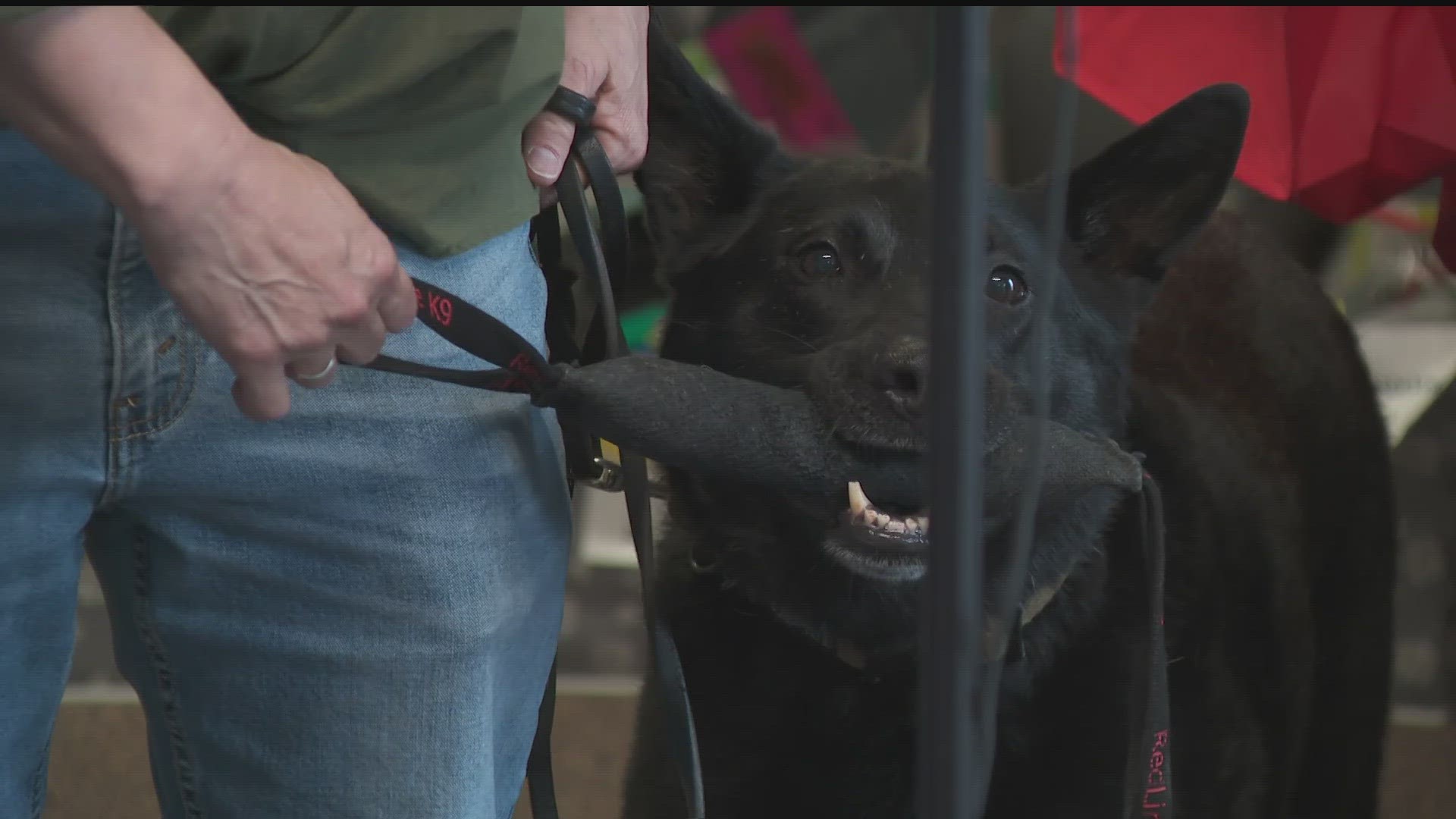 After more than 700 hours on call, the 7-year-old pup had a sendoff complete with puppies from NO Dog Left Behind.