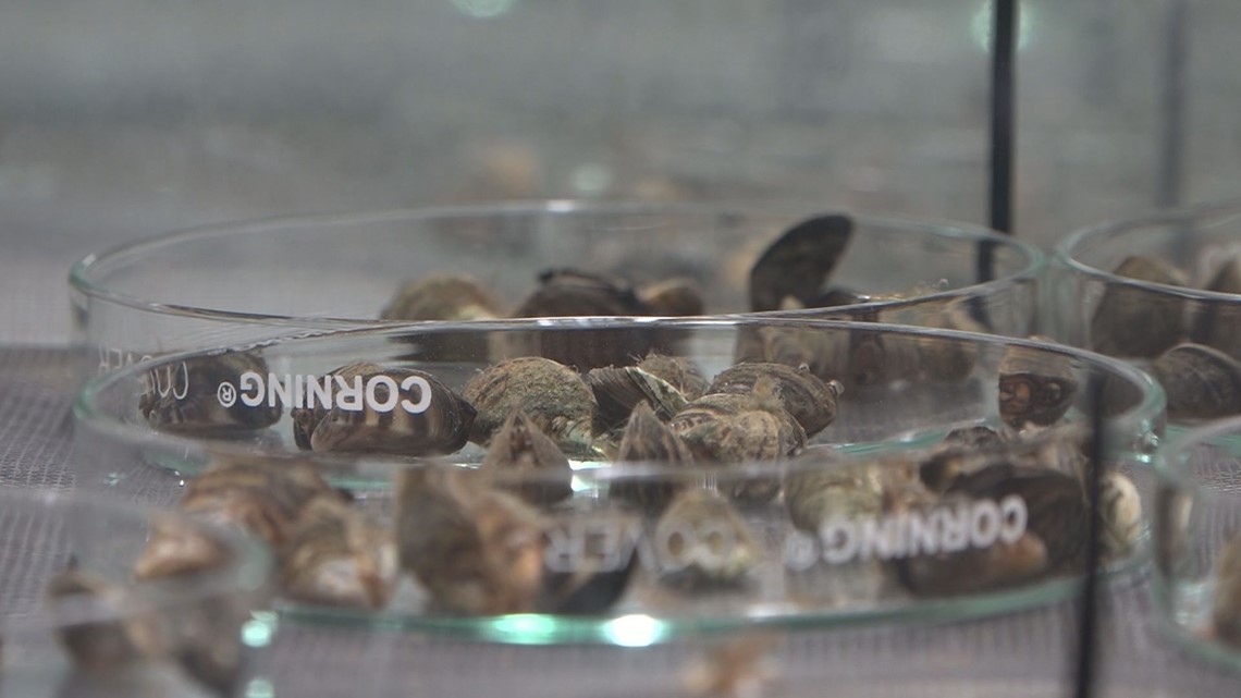 U of M studies bacteria to kill zebra mussels