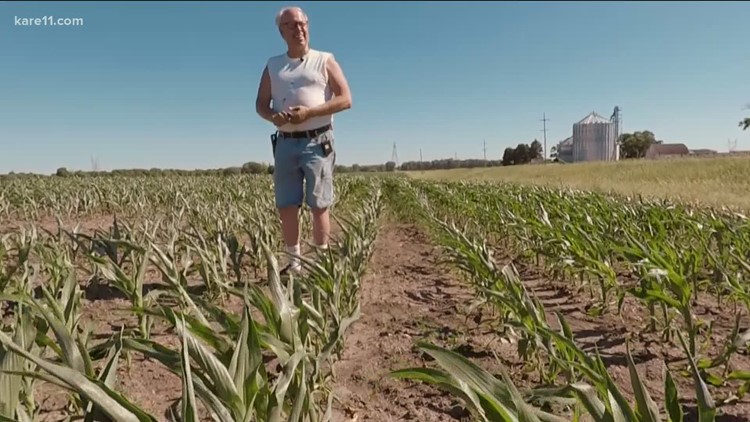 How the Rain-Soaked Midwest Will Crush the Corn Crop and Send Prices  Jumping - TheStreet