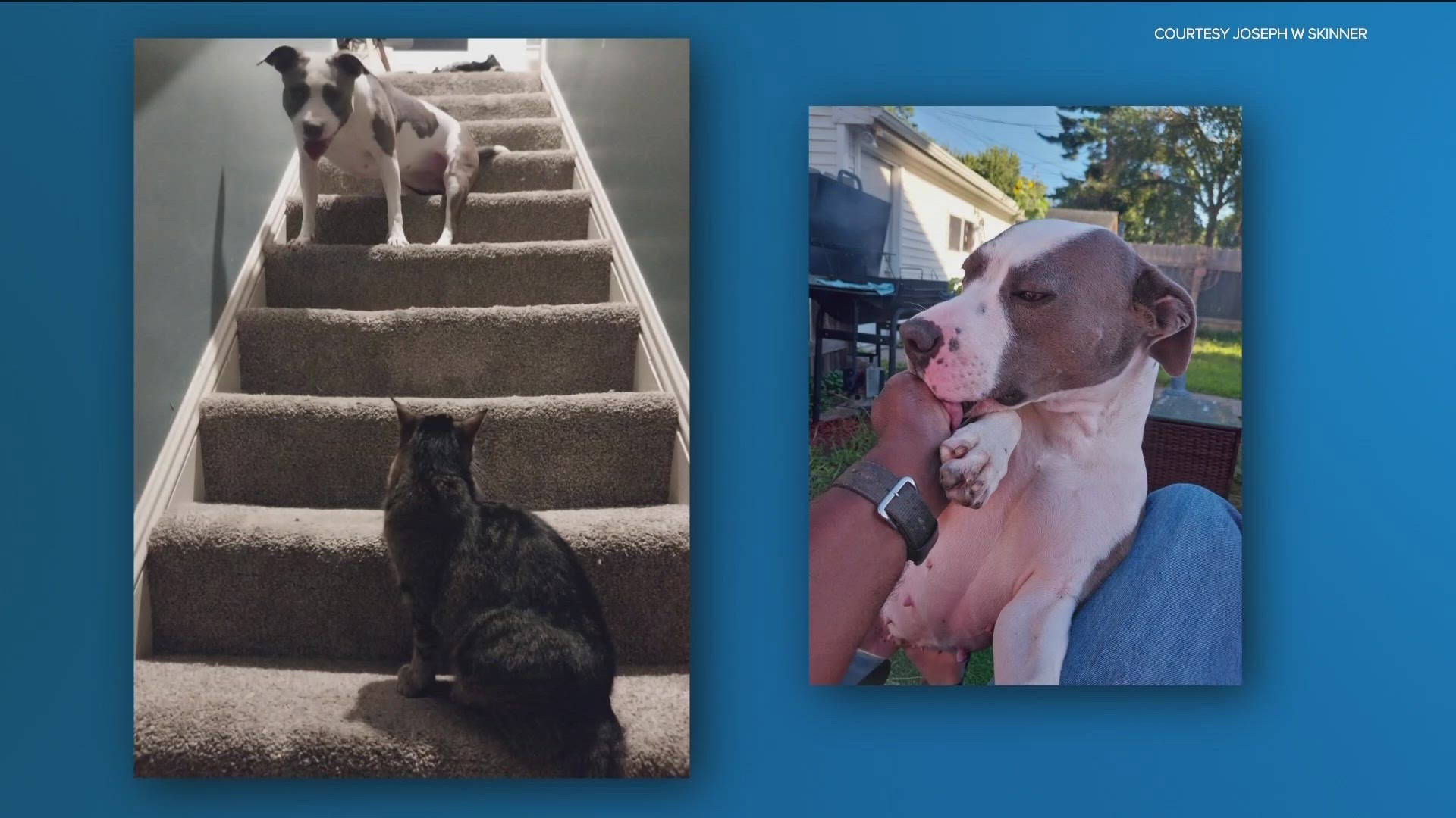 In Monday's YGN segment, six viewers share photos of their pets and their love for them!