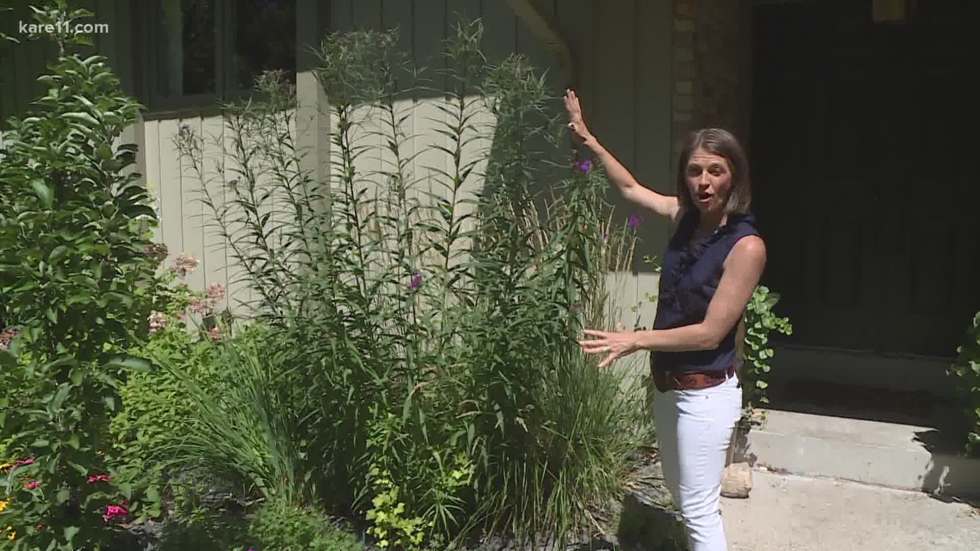 Bobby and Laura pick their favorite perennials for fall blooms.