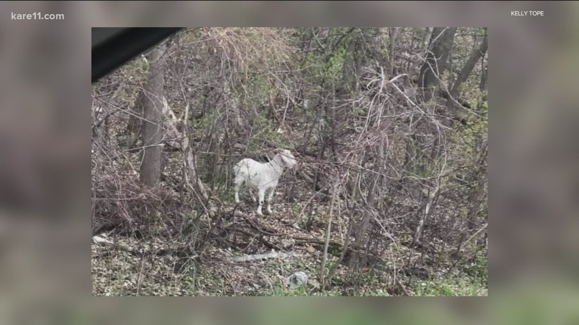 South St. Paul Police officers, with the help of employees at an animal sanctuary, are trying to track down a goat -- that's been roaming around the city for months