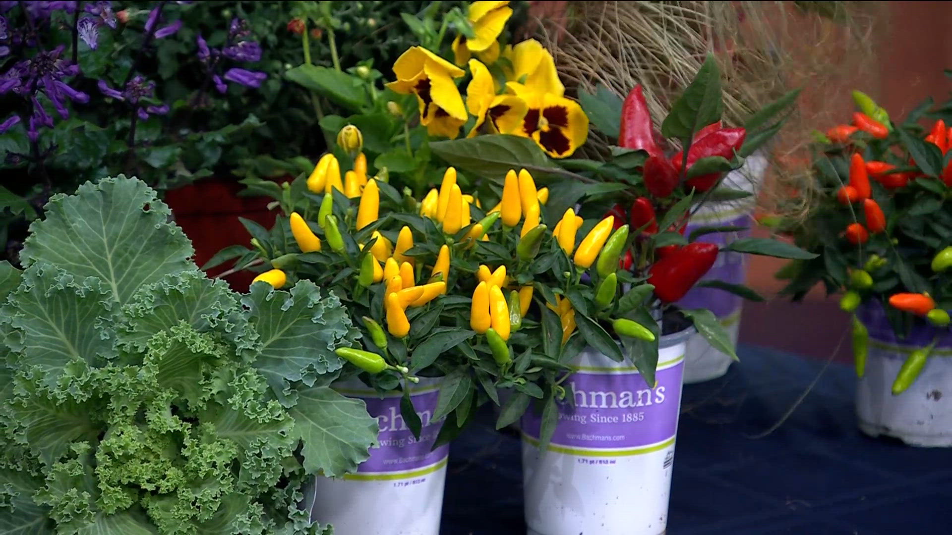 Perfect your fall planting at Bachman's