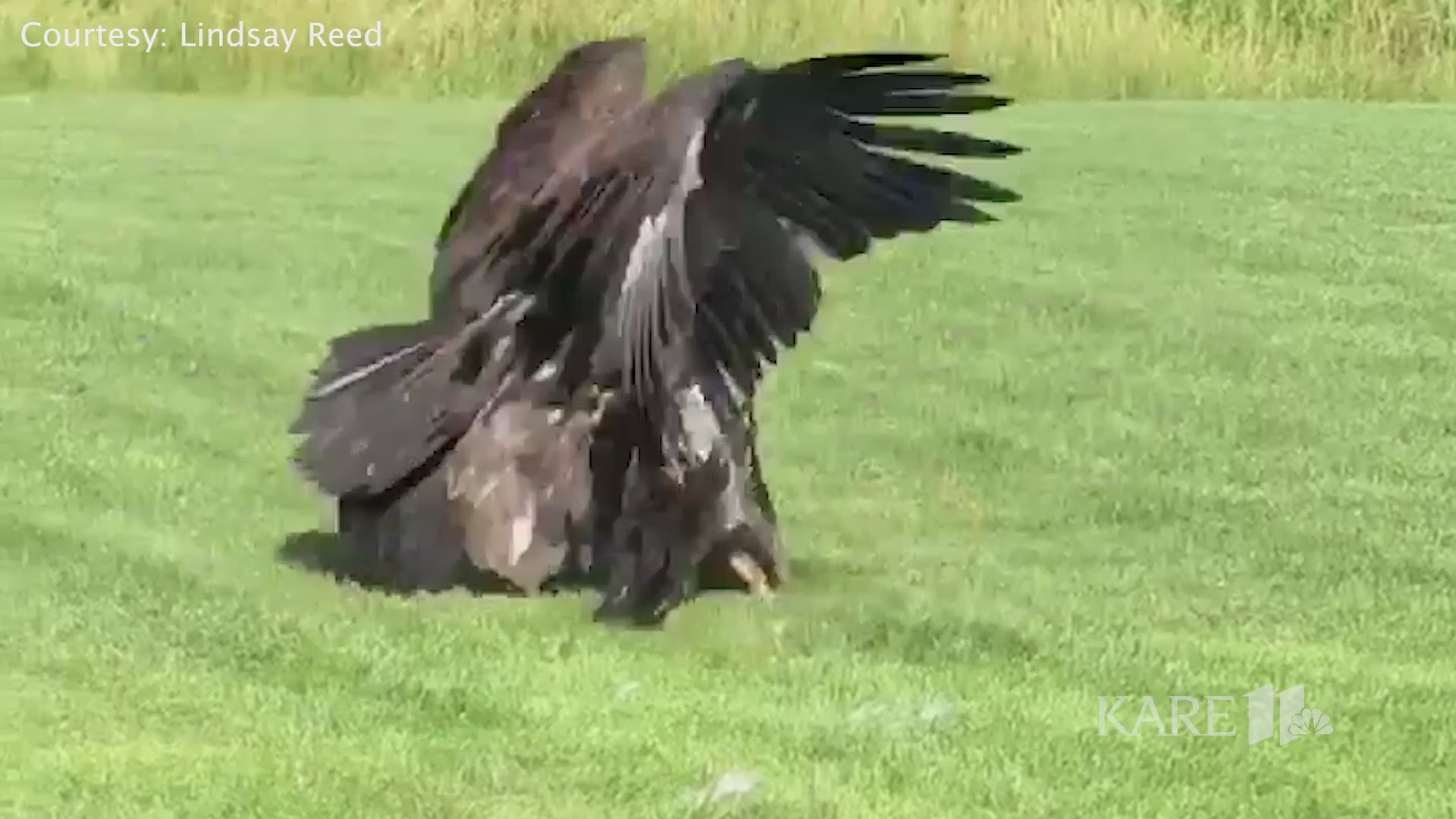 Lindsey Reed from Woodbury shared this stunning footage of eagles fighting in her backyard.