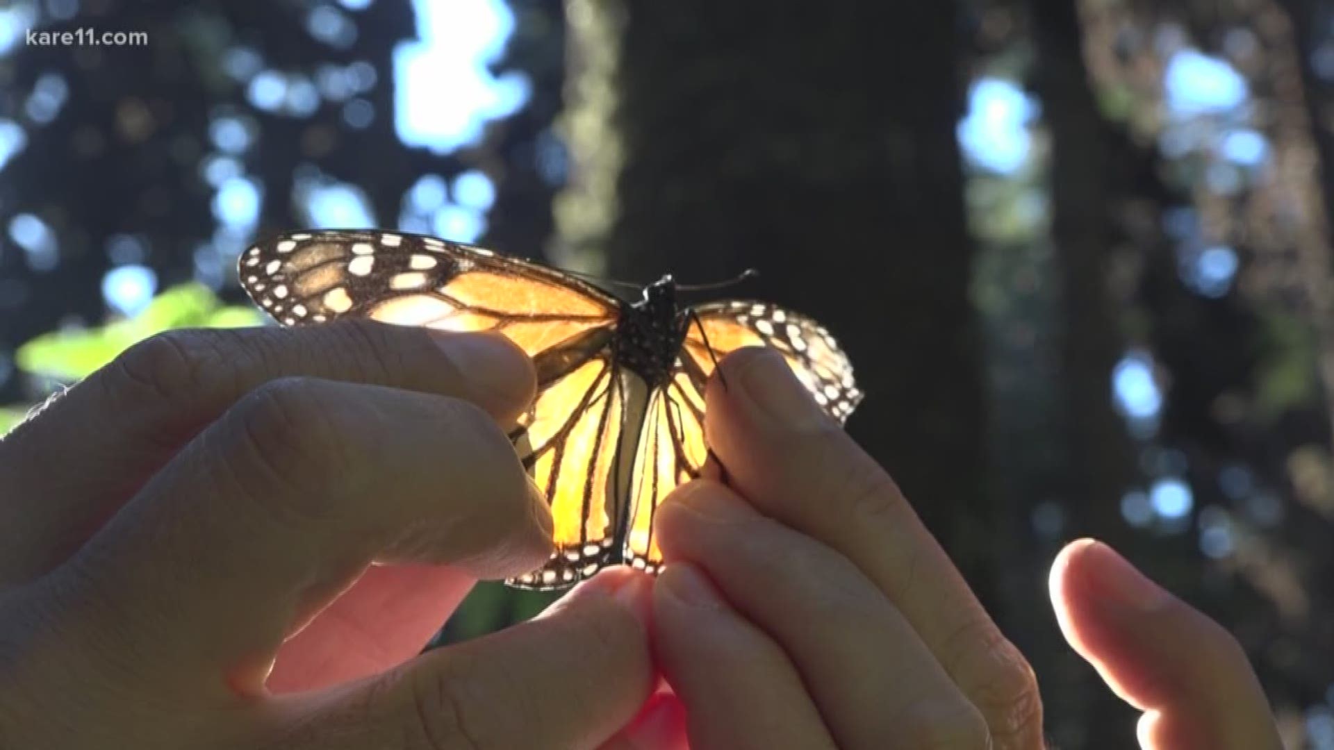 For many hundreds of years, the locals of Angangueo, Mexico have believed the Monarch butterfly is the soul of their departed ancestors. https://kare11.tv/2XoXXbO