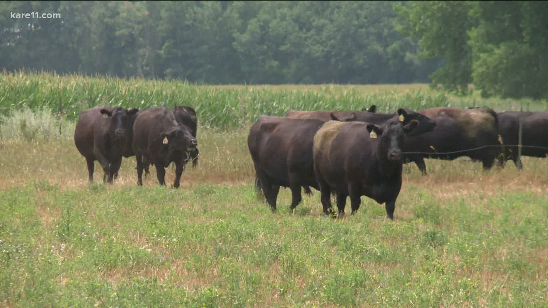 Allison VanDerWal, executive director of the Minnesota State Cattleman's Association, says some  farmers are being forced to sell cattle or retire early.