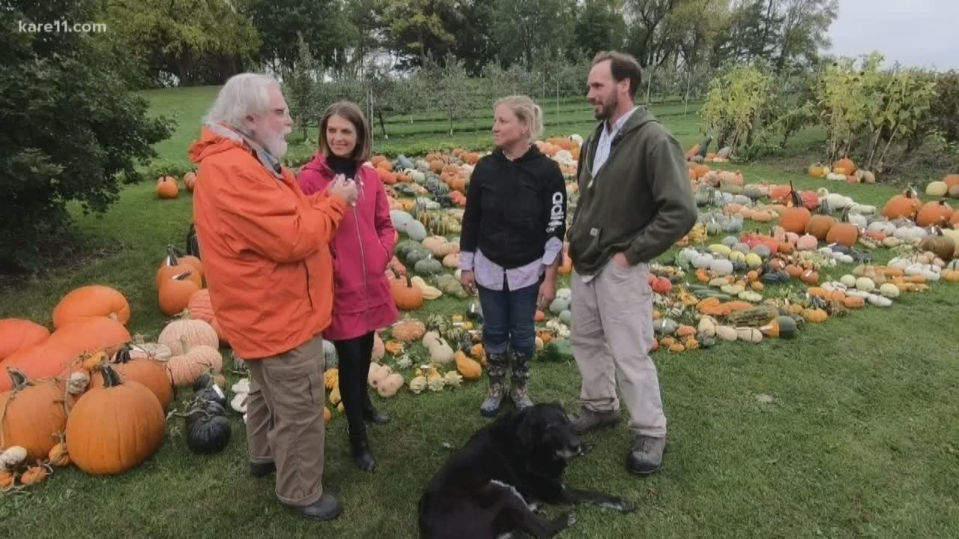 Of the 333 varieties planted at the arboretum, 300 were harvested. But it was a pretty tough year for pumpkins.
