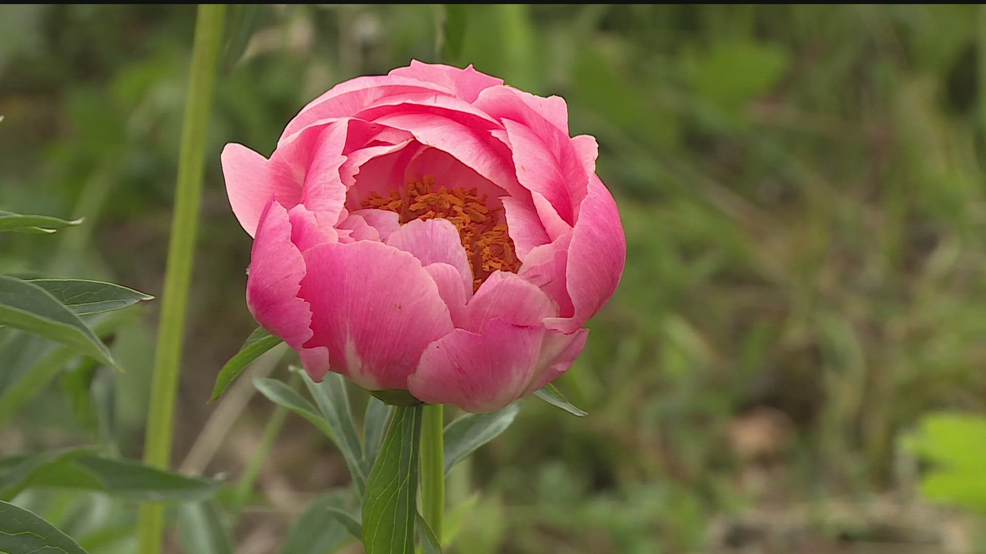 More than the classic doubles, peonies can take on many forms. You’ve been missing out of you haven’t explored all the different forms of peonies!