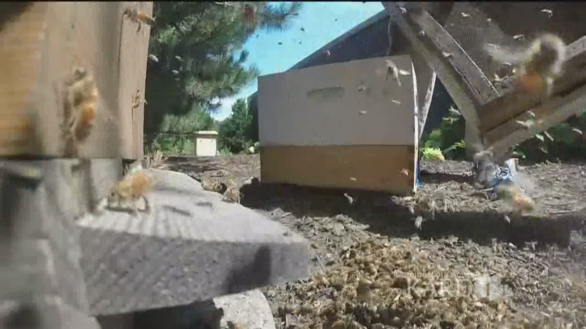 It's widely known that the bee population in North America is on the decline. So when a Burnsville family discovered a massive hive in their home, they didn't call an exterminator. They hired a moving crew.