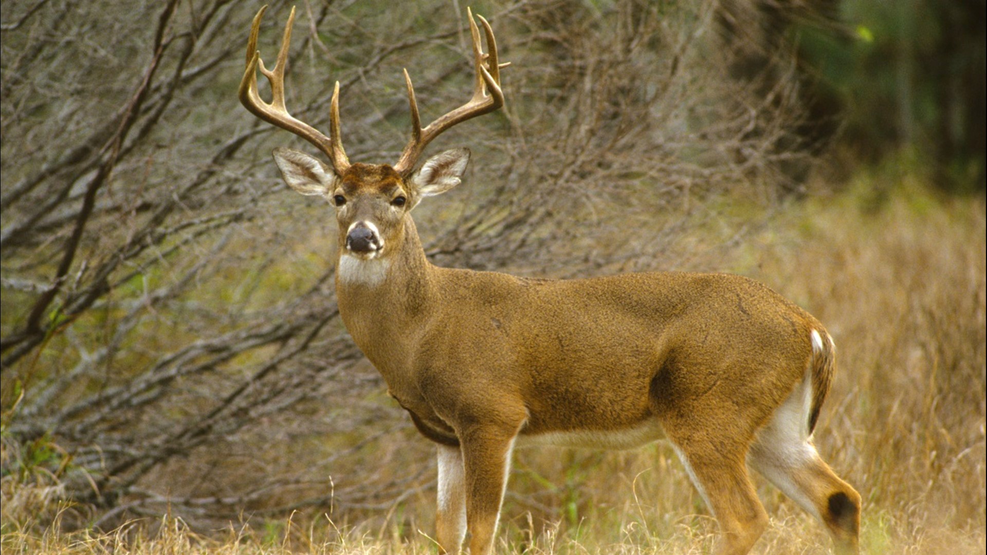 MN Youth deer hunting season is this weekend