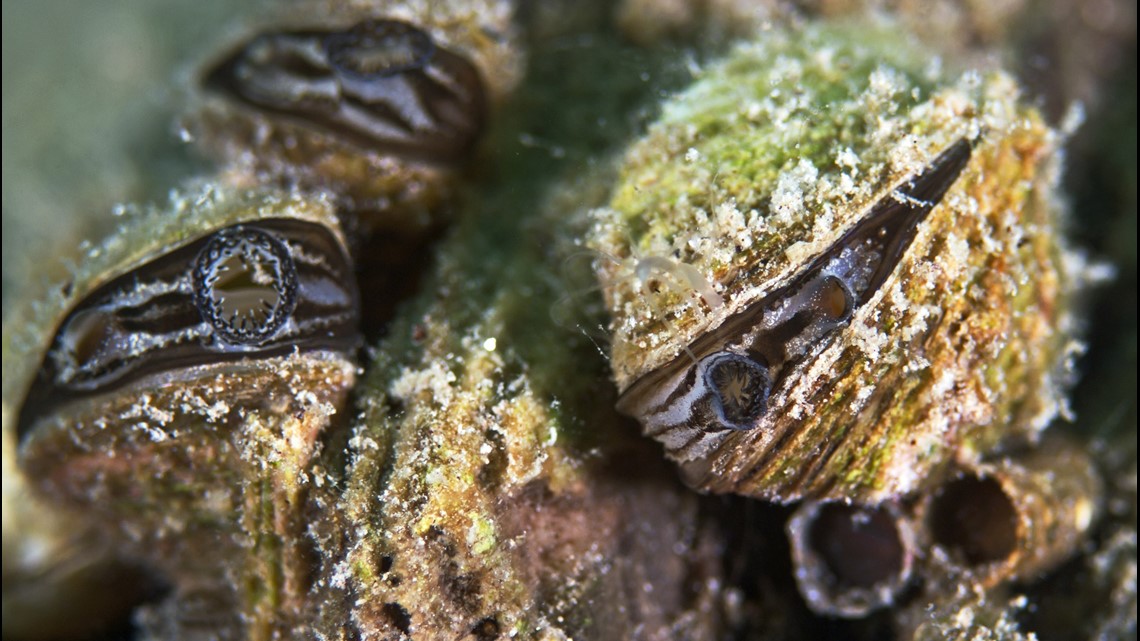 DNR Finds Zebra Mussel Larvae In Lake Of The Woods | Kare11.com