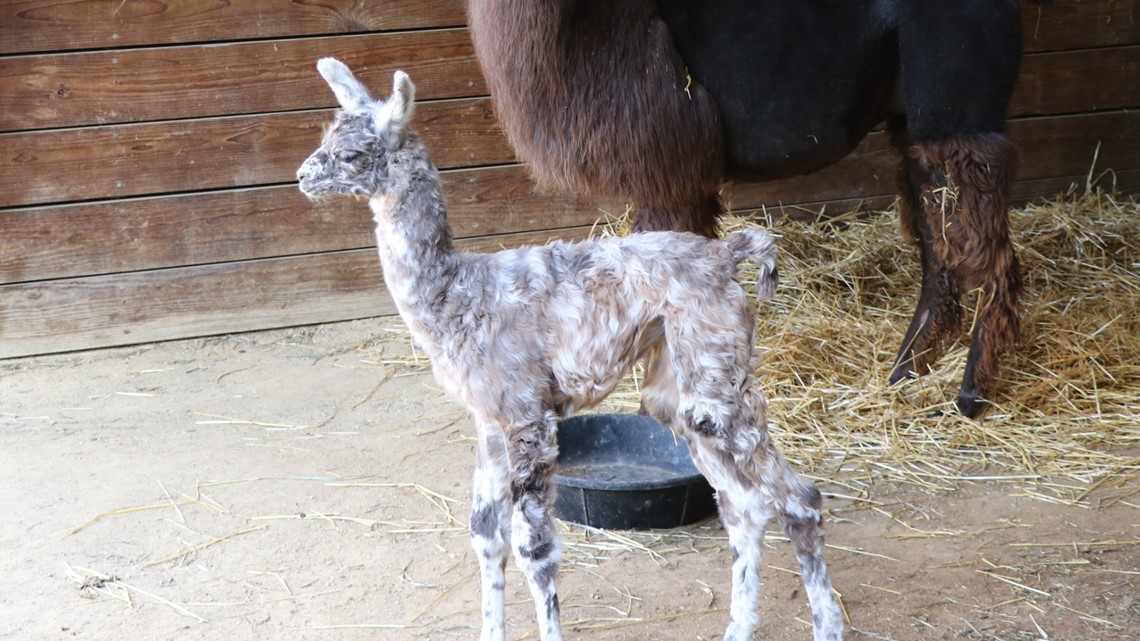 baby llama