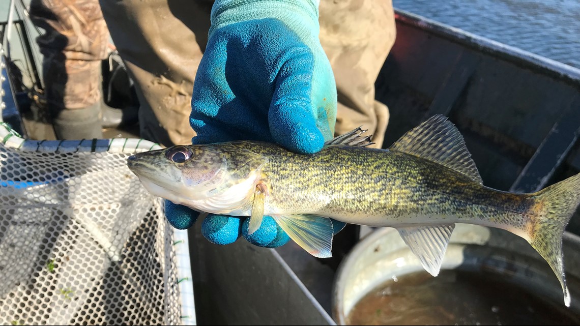 Mille Lacs winter anglers can keep one walleye