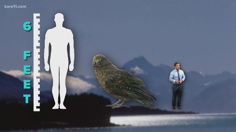 Sven Explains: Giant ancient parrot