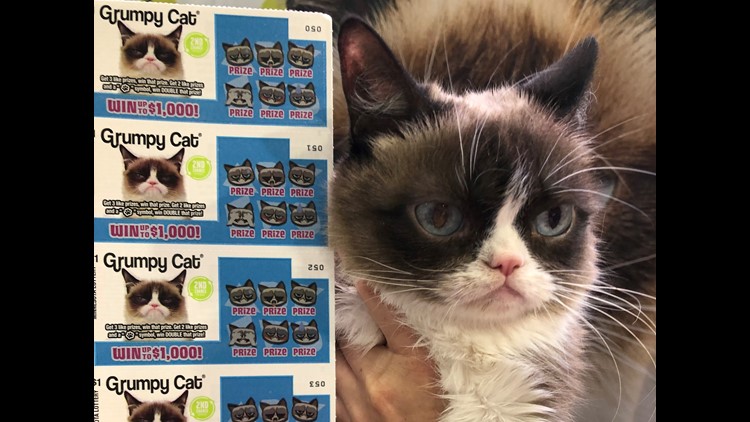 Grumpy Cat Denver vs. Seatle #GrumpyCat