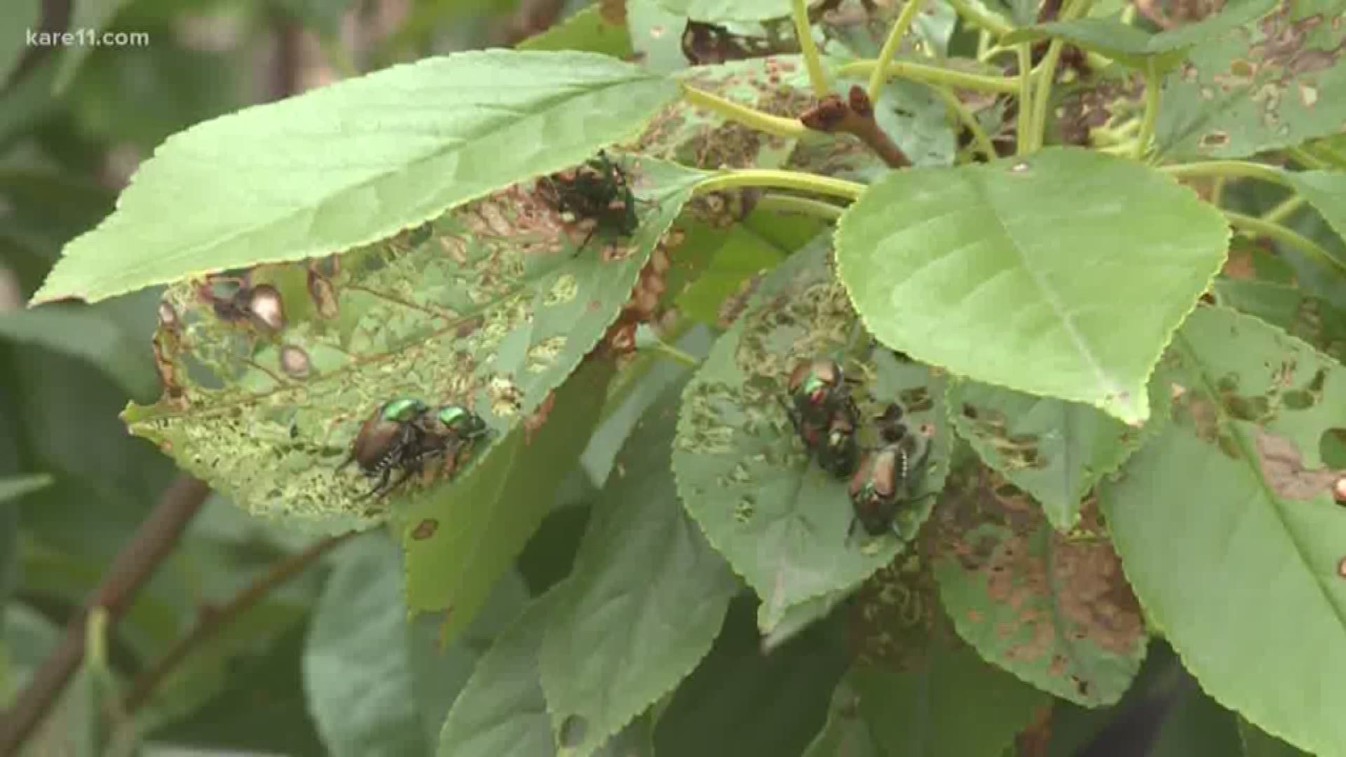 They are everywhere! They cause so much damage. This is one the best times of year to try to eradicate them from your yard. https://kare11.tv/2OpAGBi