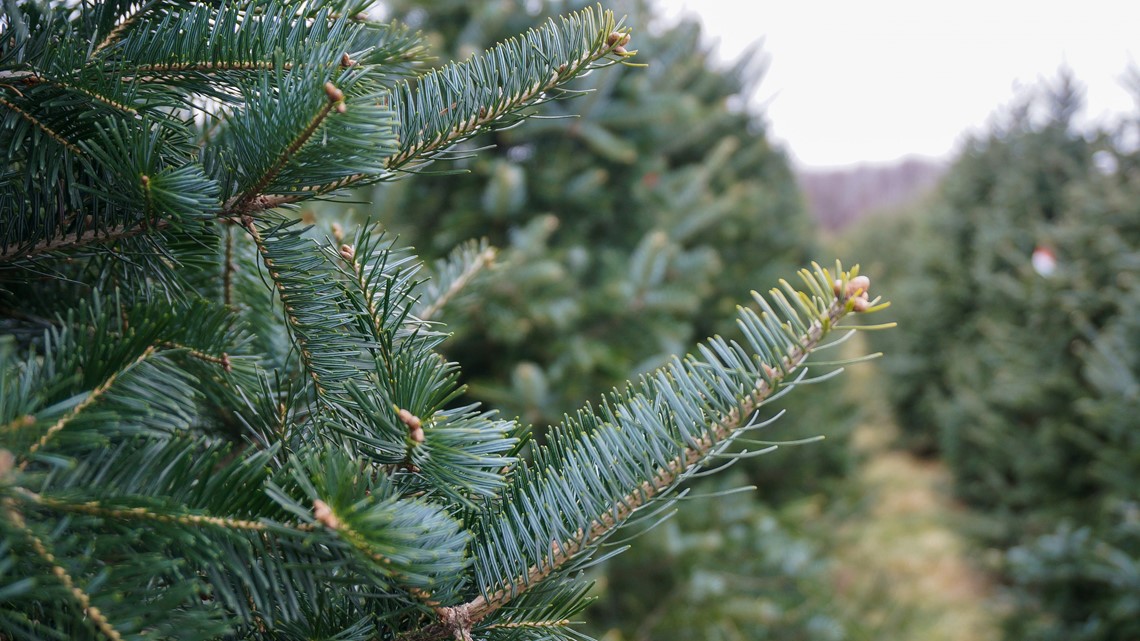 11 best local Christmas tree farms