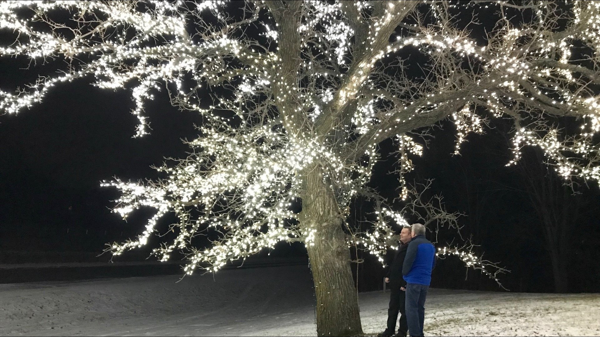 It's hard to miss a 40-foot oak tree adorned with 45,000 white lights.