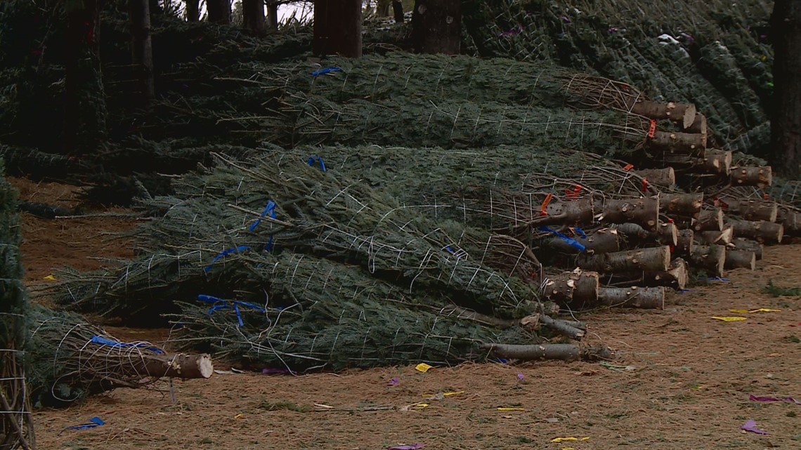 VERIFY Is there a shortage of Christmas trees this year?