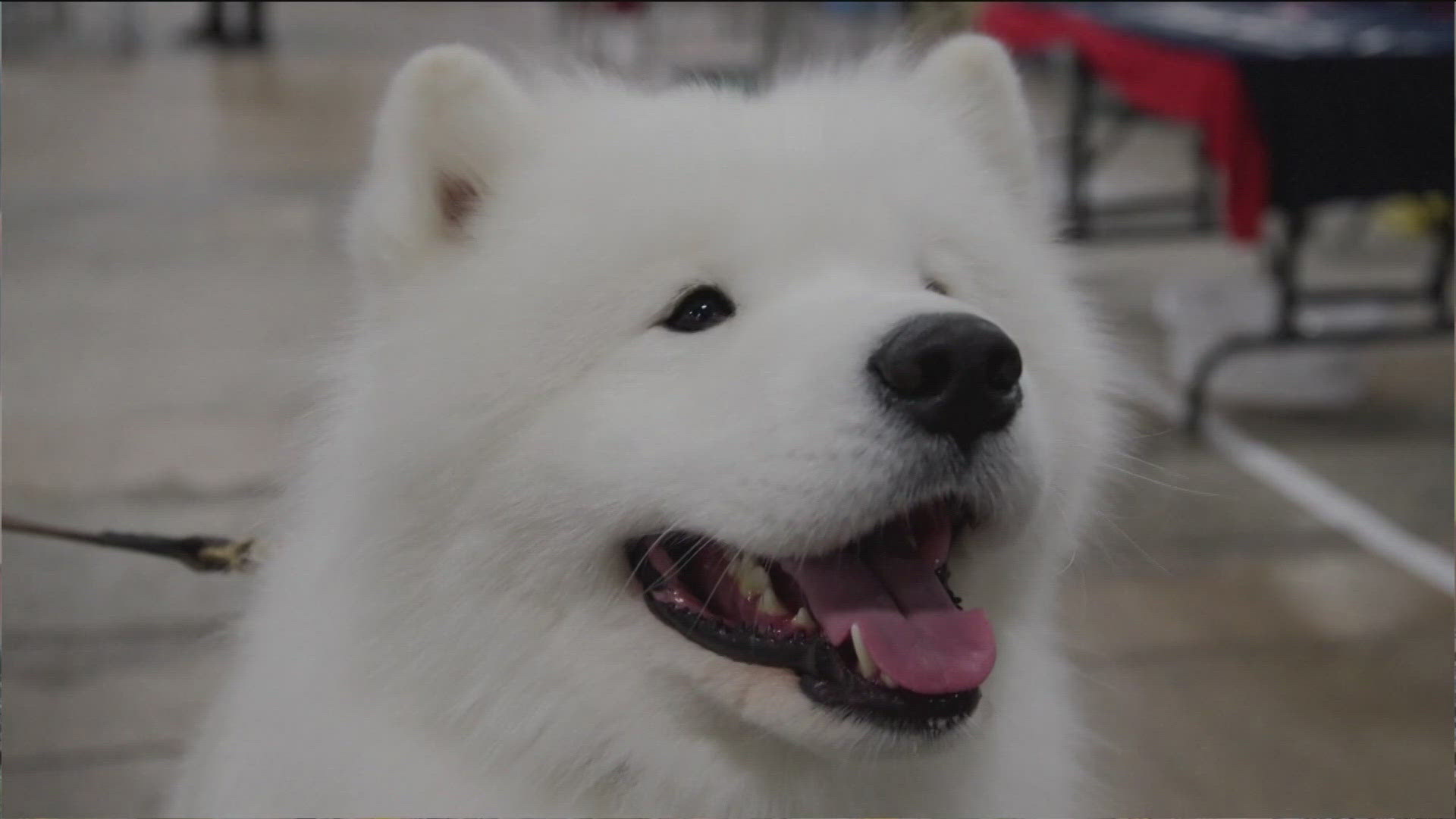 The National Dog Show will air right after the Macy's Thanksgiving day parade here on KARE 11.