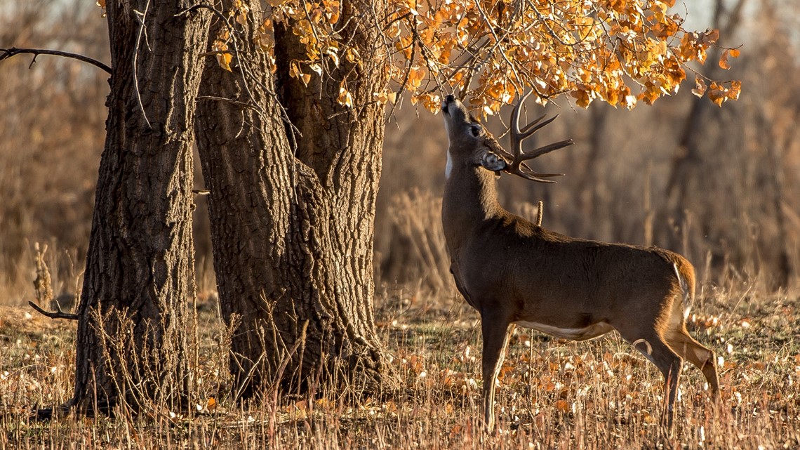 Deer Relocation: Officials Visit Hosp To Relocate Deer, But Drop