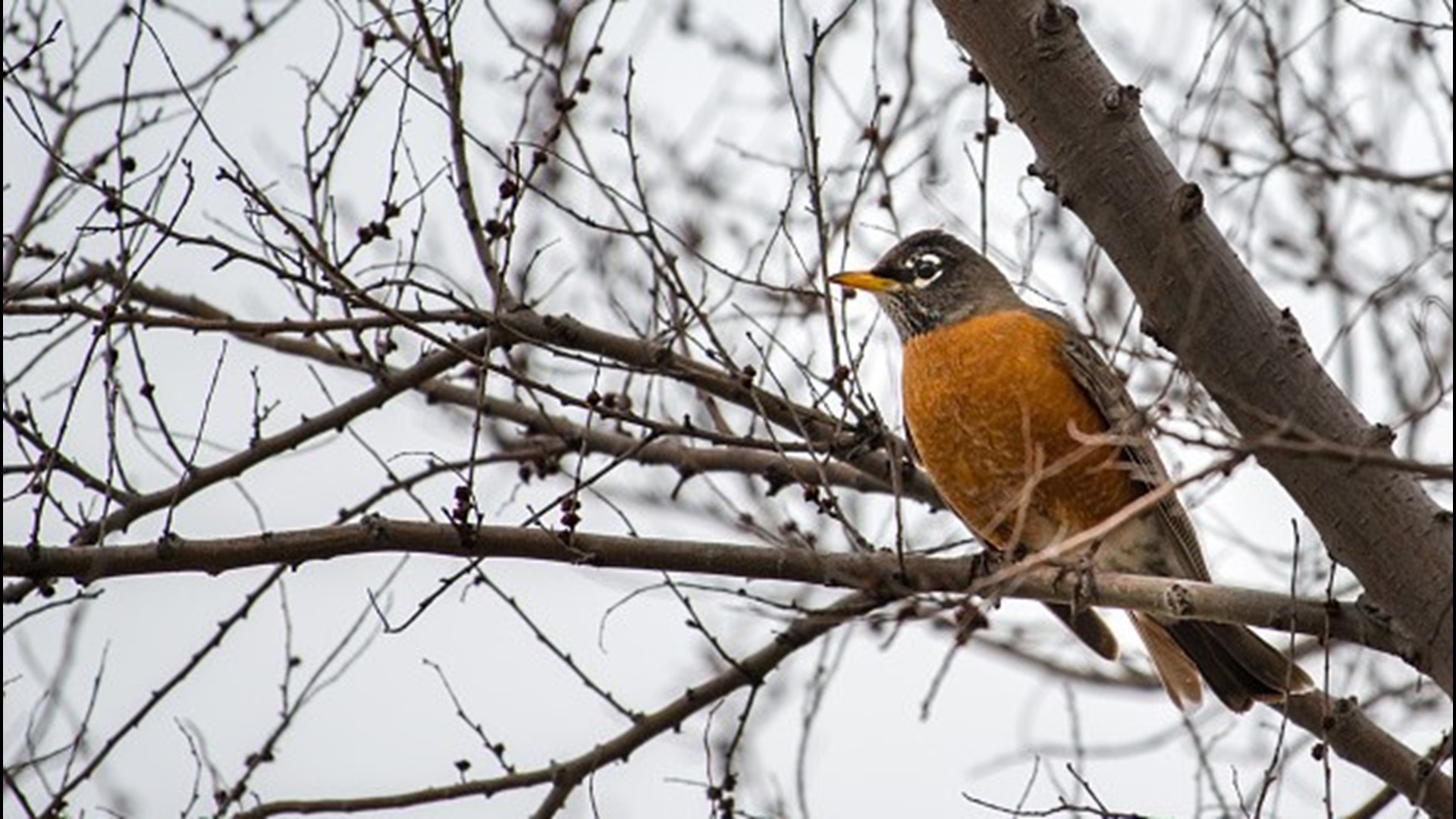 Why do so many robins stick around for the winter?