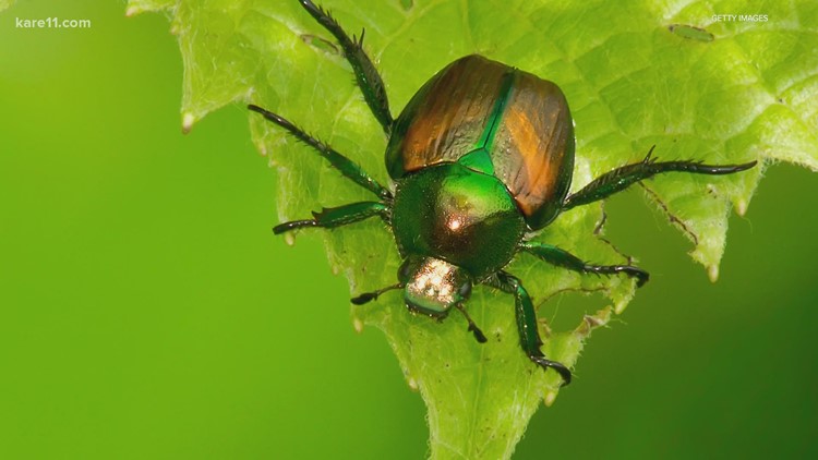 Grow with KARE: The fly that kills Japanese beetles