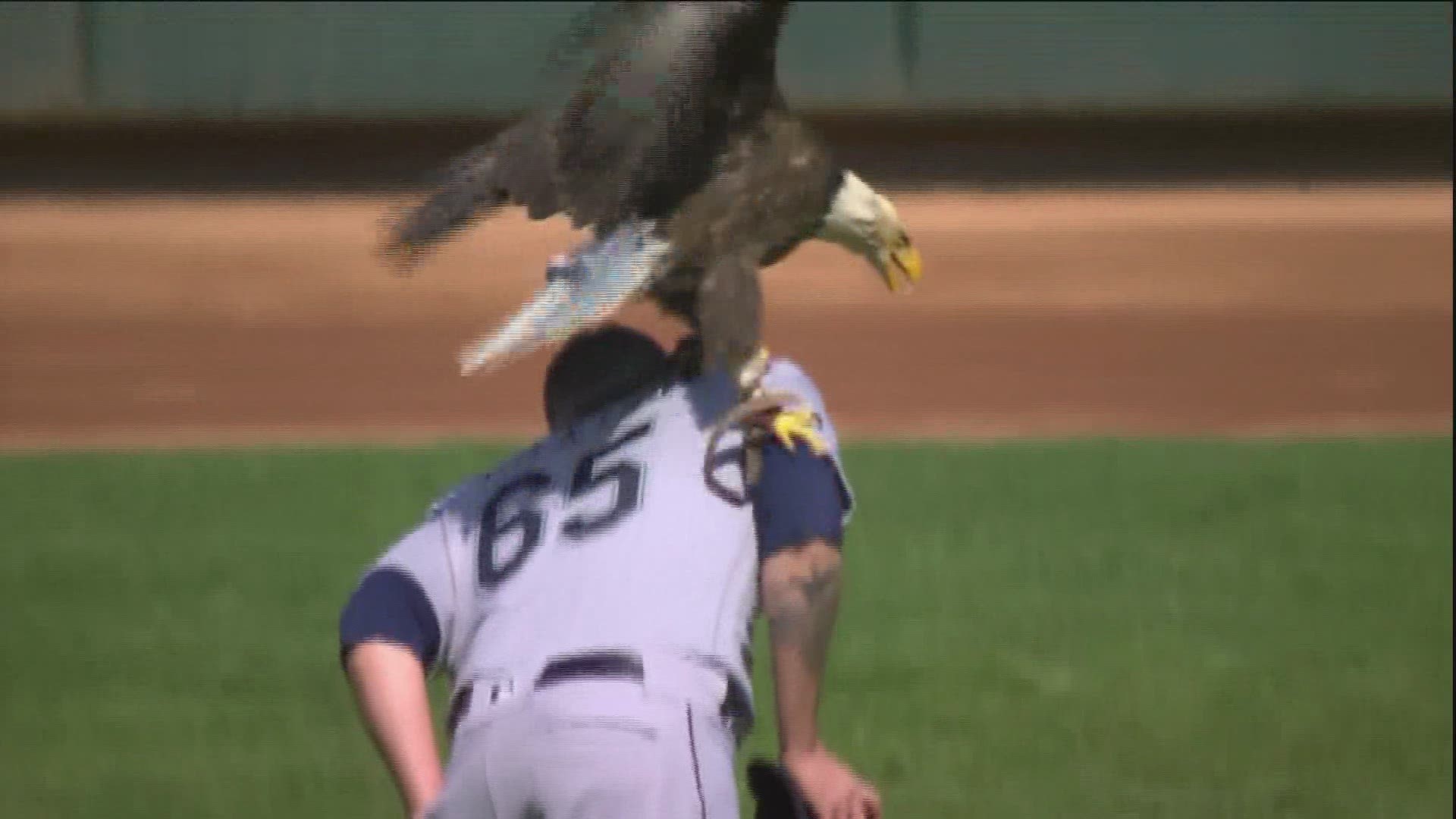 The eagle has landed ... on James Paxton's shoulder