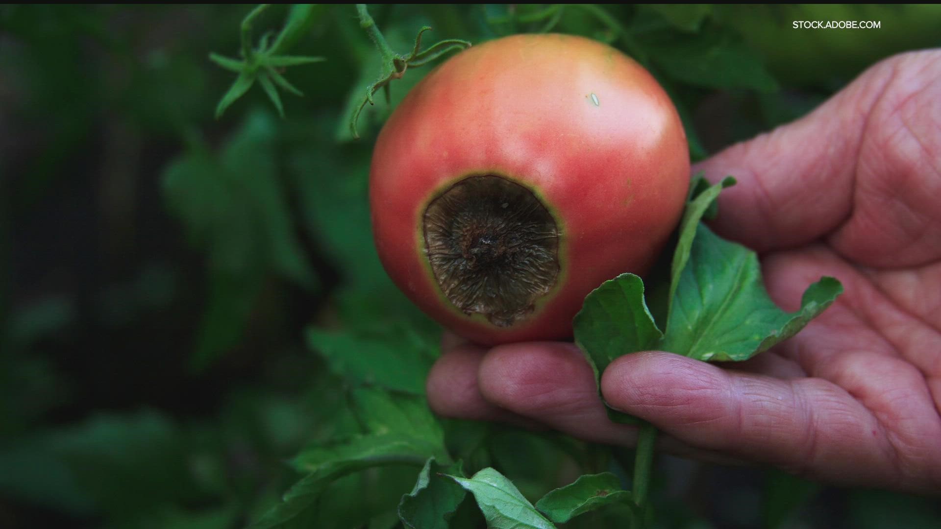 Bobby and Laura explain blossom end rot: What it is and what to do about it.