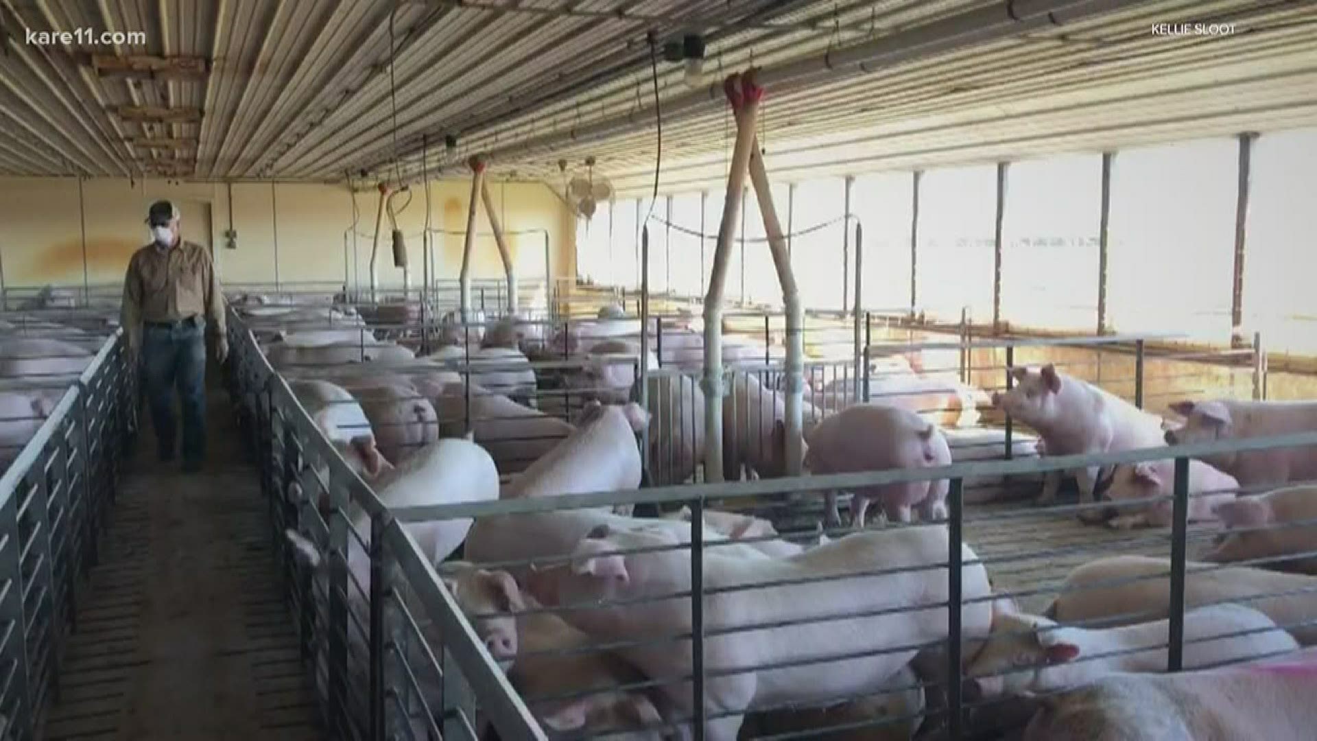 Pork plants continue to shut down, raising concerns for farmers ...
