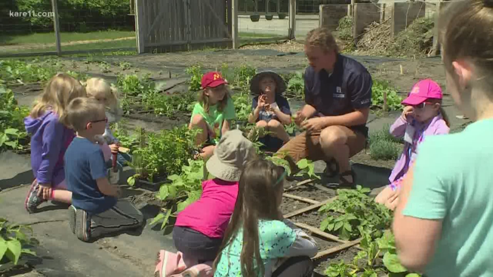 In this week's Grow with Kare, Bobby and Laura bring us to a children's garden where kids get their hands dirty and squeeze in some summer learning while they're at it. https://kare11.tv/2BLIXxP