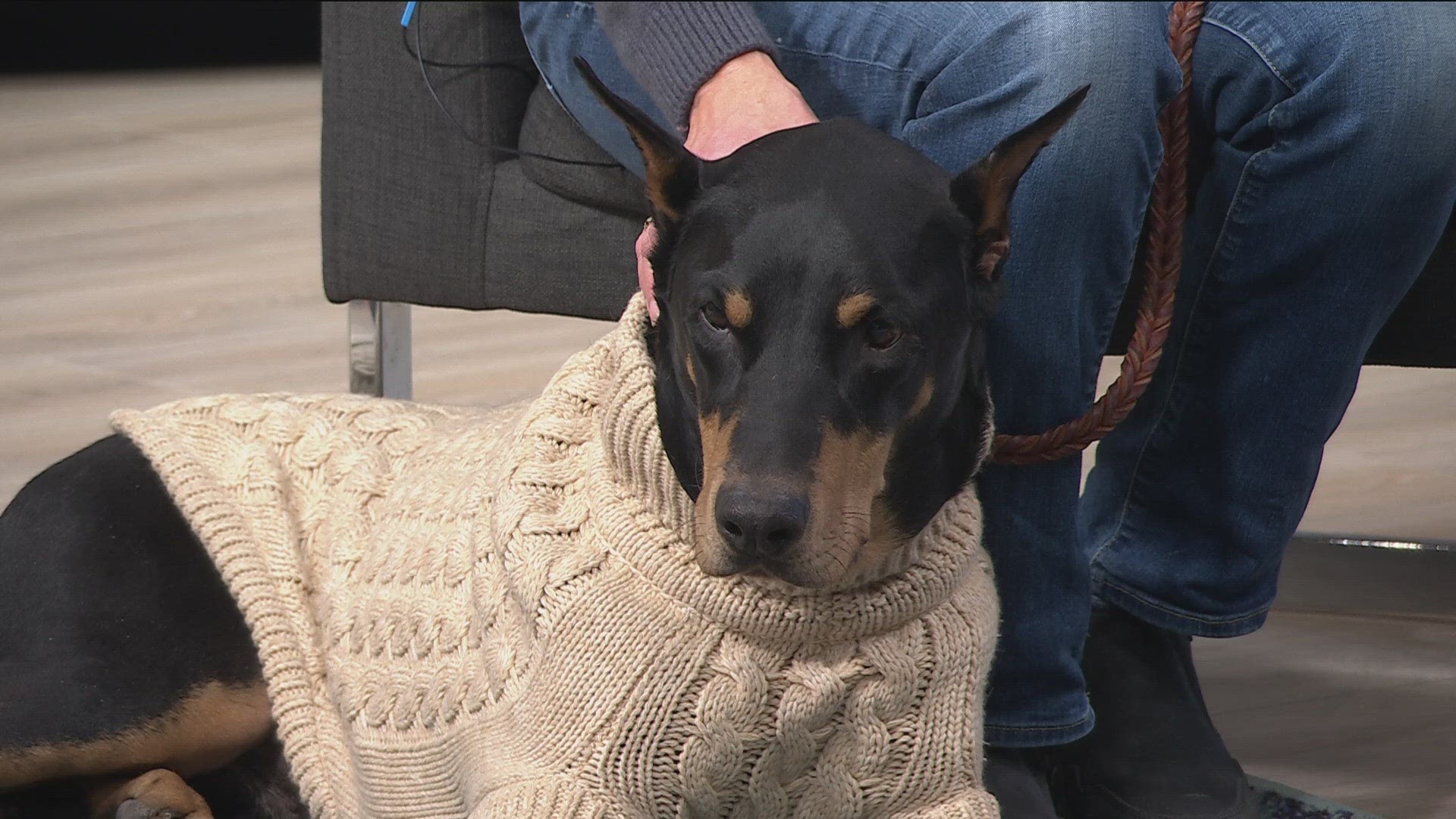Kathryn Newman and "Higgins the Doberman" from Augusta Dog Training joined KARE 11 Saturday to demonstrate.
