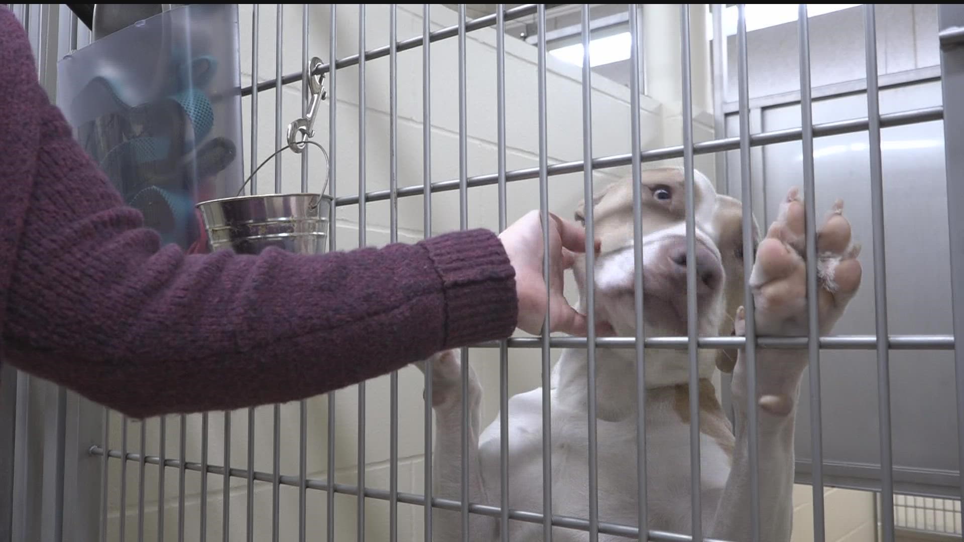 Minneapolis hosting 'clear the shelter' event for the holidays 