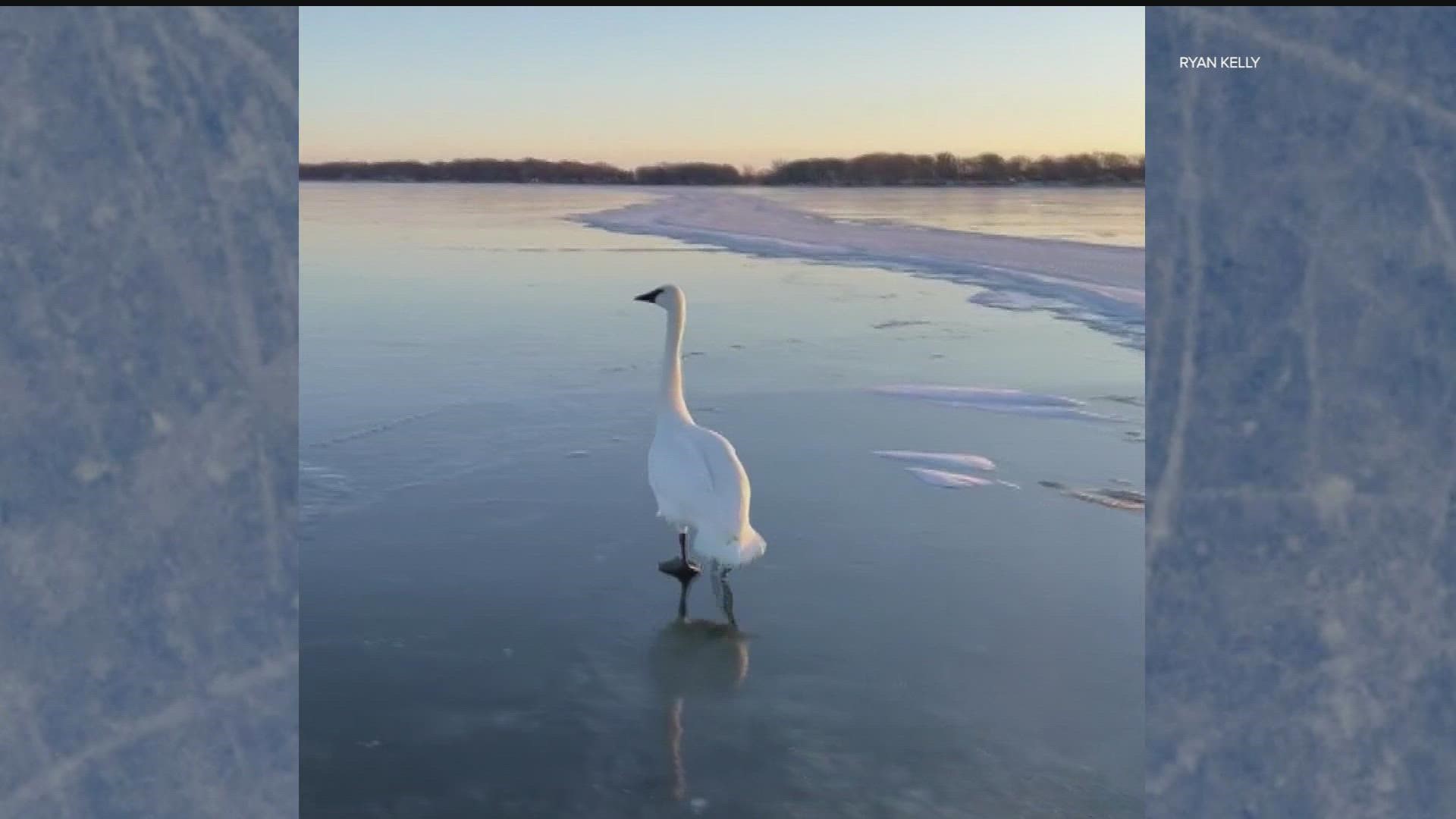 Three buddies from the Twin Cities worked together to help free a swan on Saturday night that was stuck on the lake.