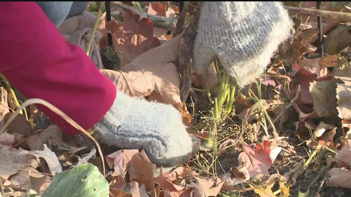 How to winterize your veggie garden Grow with KARE