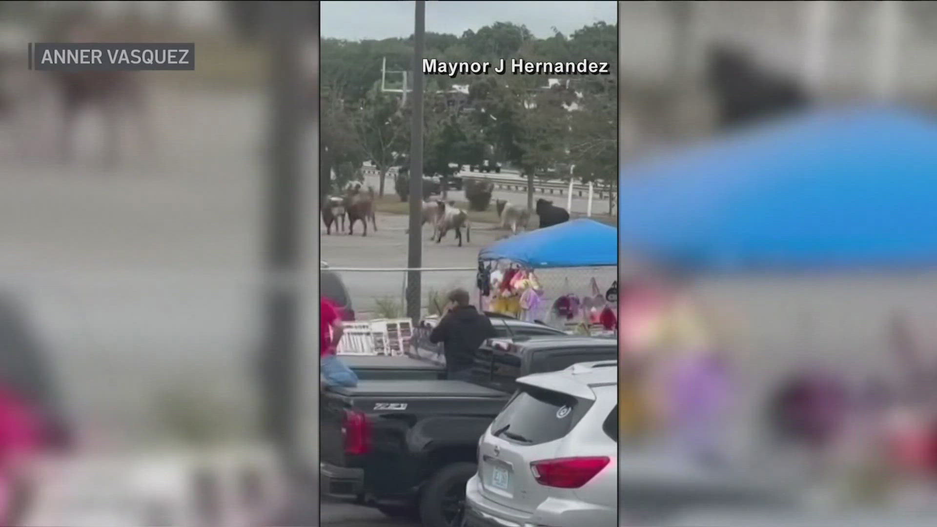 The bulls took off through a parking lot and over a fence, sending people running for cover.