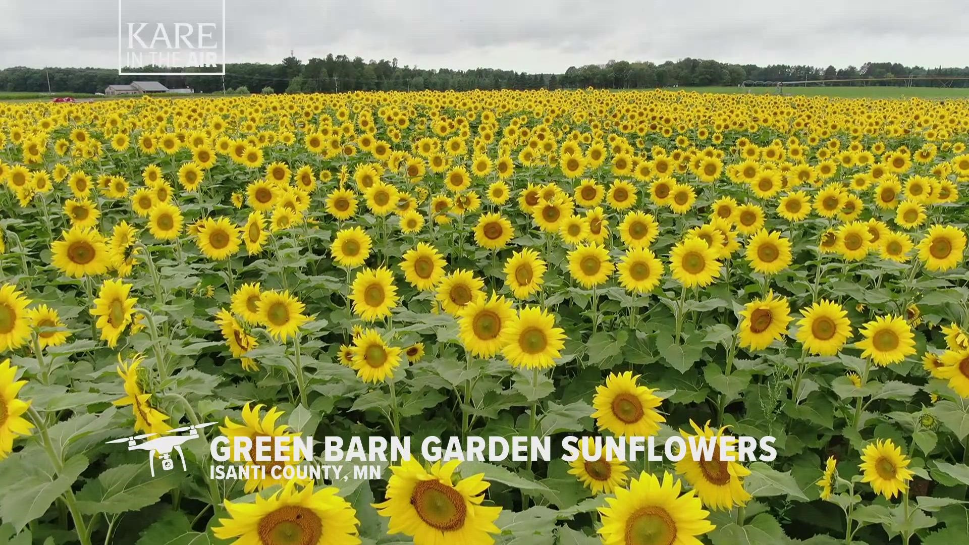 For the next few days an Isanti County  garden center is Minnesota's epicenter for sunflowers, attracting visitors to walk a circle trail and soak in the beauty.