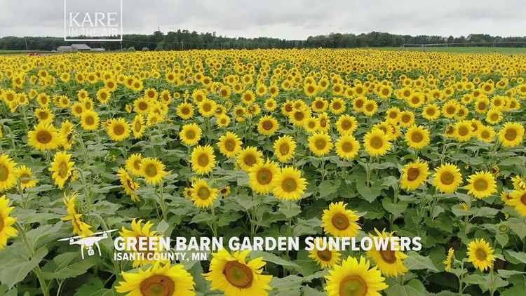 KARE in the Air: Isanti Green Barn Sunflowers