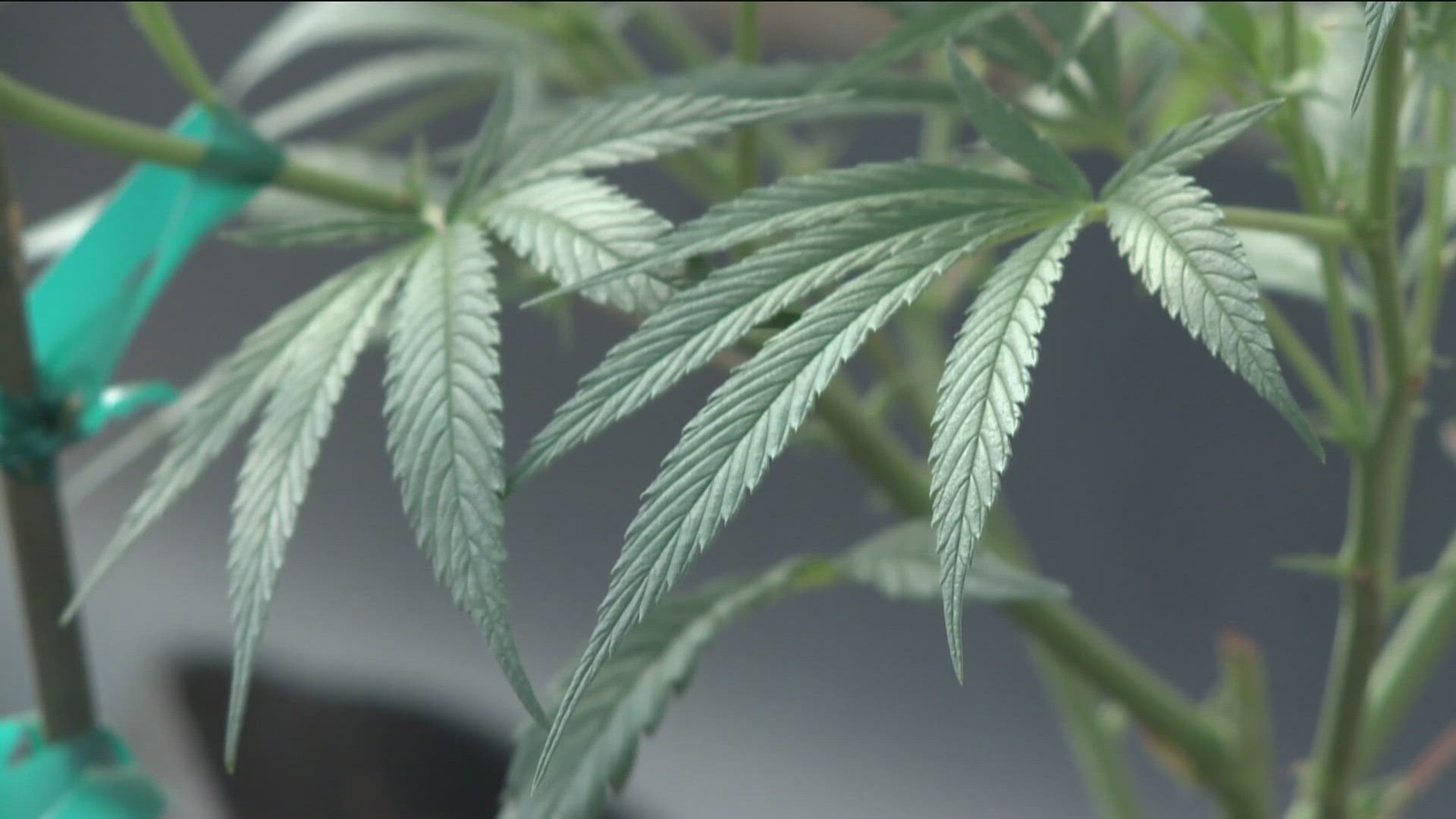 Minnesota held lotteries for four cannabis license categories: growers, manufacturers, retailers and mezzobusinesses.