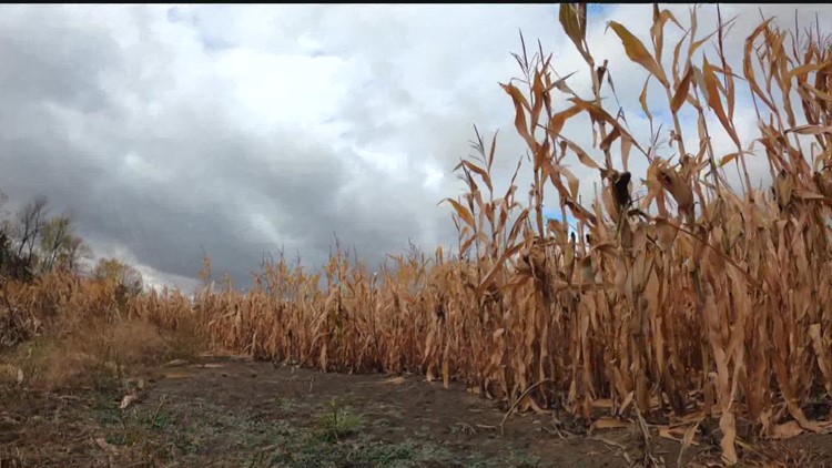 Much of Minnesota is abnormally dry, raising concerns about potential drought
